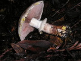 Agaricus moelleri image