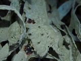 Ramalina subleptocarpha image