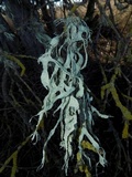 Ramalina subleptocarpha image