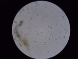 Mycena aprilis image