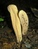 Clavariadelphus occidentalis image
