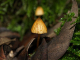 Galerina vittiformis image