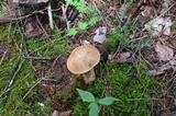 Tylopilus felleus image