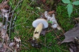 Tylopilus felleus image