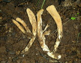 Clavariadelphus occidentalis image
