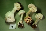 Amanita abrupta image