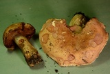 Russula compacta image