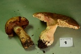 Russula compacta image