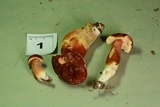 Xanthoconium purpureum image