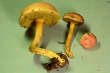 Boletus subfraternus image