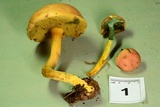 Boletus subfraternus image