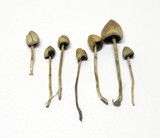 Psilocybe semilanceata image