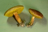 Aureoboletus auriporus image
