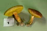 Aureoboletus auriporus image