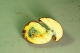 Lanmaoa pseudosensibilis image