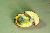 Lanmaoa pseudosensibilis image