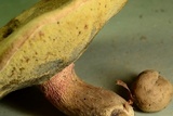 Caloboletus inedulis image