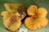 Lactarius psammicola image