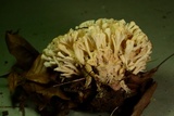 Tremellodendron schweinitzii image