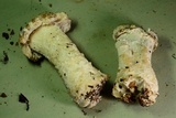 Hypomyces hyalinus image