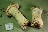 Hypomyces hyalinus image