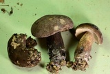 Tylopilus alboater image