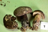 Tylopilus alboater image