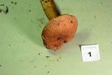 Tylopilus ferrugineus image