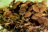 Deconica xeroderma image