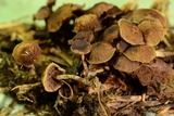 Deconica xeroderma image