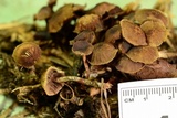 Deconica xeroderma image