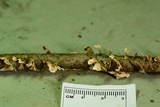 Stereum striatum image