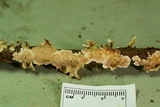 Stereum striatum image