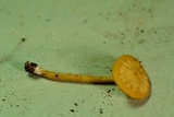 Callistosporium luteo-olivaceum image