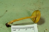 Callistosporium luteo-olivaceum image