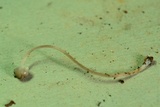 Mycena subcaerulea image