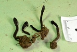 Trichoglossum octopartitum image