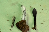 Hypomyces papulasporae image