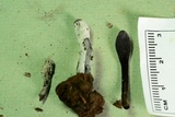 Hypomyces papulasporae image