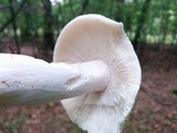 Russula virescens image