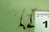 Cordyceps stylophora image