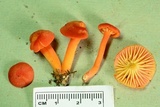 Hygrocybe miniata image
