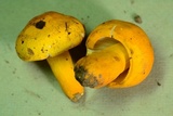 Russula flavida image