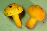 Russula flavida image