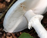 Amanita subcokeri image