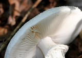 Amanita subcokeri image