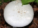 Amanita subcokeri image