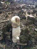 Hypomyces hyalinus image