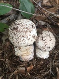 Hypomyces hyalinus image
