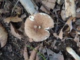 Russula maculata image